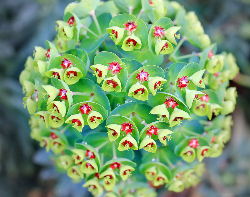 Euphorbia x martinii 'Tiny Tim' (Martin's Spurge)